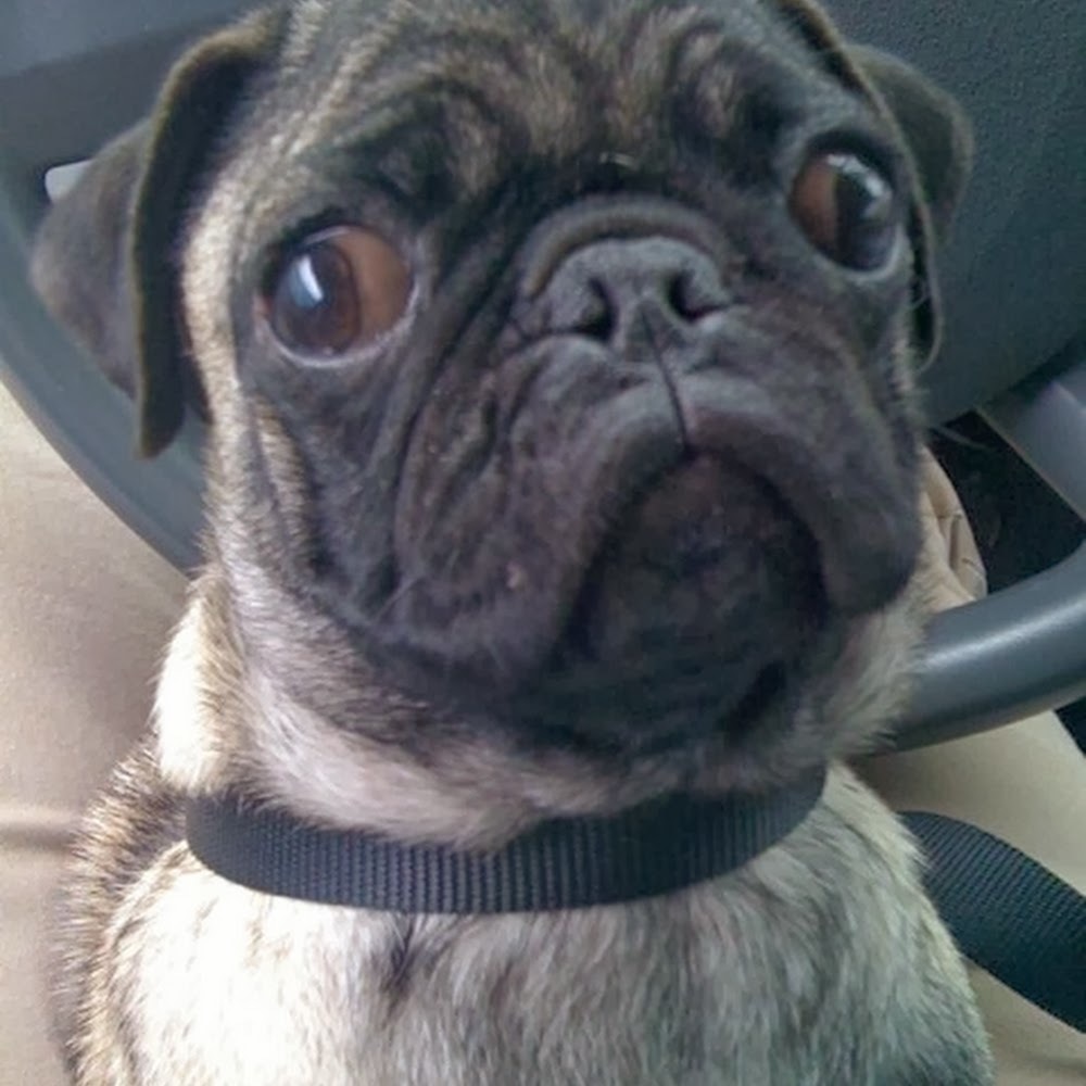 Meet your Posher, Patti